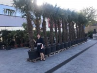 Veľké palmy Trachycarpus fortunei - pripravené na predaj - centrum exotických rastlín.