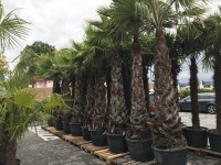 Washingtonia Robusta - centrum exotických rastlín Bánovce nad Bebravou