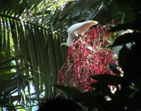 ARCHONTOPHOENIX ALEXANDRAE 