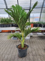 ARCHONTOPHOENIX ALEXANDRAE 