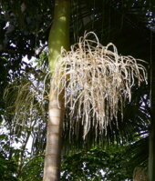 ARCHONTOPHOENIX ALEXANDRAE 