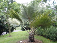 Bismarckia Nobilis park