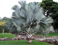 Bismarckia Nobilis park 2