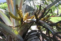 Bismarckia Nobilis - kvety