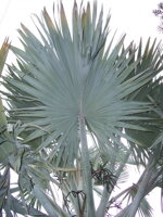 Bismarckia Nobilis - listy
