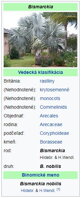 Bismarckia Nobilis - parametre