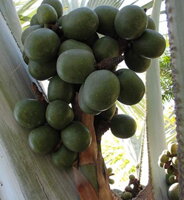 Bismarckia Nobilis - plody 2