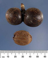 Bismarckia Nobilis - rozmery semena