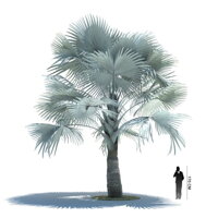 Bismarckia Nobilis - rozmery starej palmy