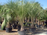 Butia Capitata farma Španielsko