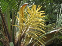 Butia Capitata kvet 1 deň po otvorení