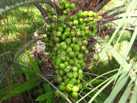 Butia Capitata plody pred dozrievaním