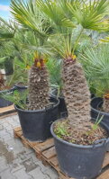 PALMA CHAMAEROPS HUMILIS CERIFERA 60-80 CM