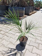 CHAMAEROPS HUMILIS 70 - 80 cm