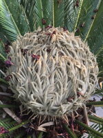 Cycas revoluta - samičie semená Cycas revoluta - samičie semená
