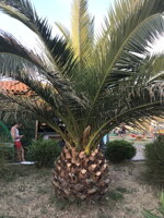 Palma na ostrove Ráb - Chorvátsko Palma na ostrove Ráb - Chorvátsko