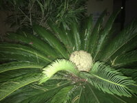 Cycas revoluta - samičie semená Cycas revoluta - samičie semená
