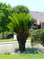 Cycas revoluta a najnovší prírastok sady listov Cycas revoluta a najnovší prírastok sady listov