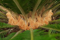Cycas revoluta s ochrannou špongiou Cycas revoluta s ochrannou špongiou