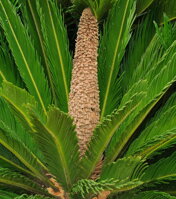 Cycas revoluta samec Cycas revoluta samec