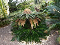 Cycas revoluta so starými i novými listami Cycas revoluta so starými i novými listami
