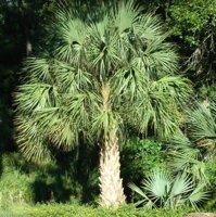 Sabal Palmetto