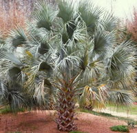 Sabal uresana