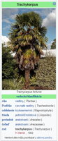 Trachycarpus Fortunei - parametre
