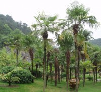 Trachycarpus Fortunei - v optimálnom domácom prostredí