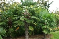 Palma Trachycarpus Wagnerianus
