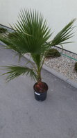 PALMA WASHINGTONIA ROBUSTA 120-160cm