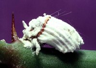 Perlovec zhubný - Icerya Purchasi