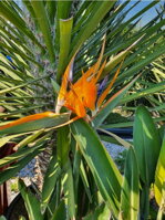 STRELITZIA REGINAE - autentické foto kvetu z exotickej záhrady TUMA
