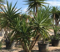 YUCCA ELEGANS ELEPHANTIPES