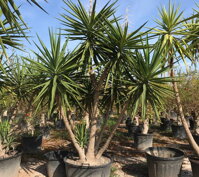 YUCCA ELEGANS ELEPHANTIPES