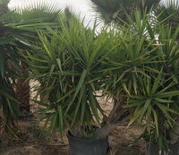 YUCCA ELEGANS ELEPHANTIPES