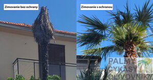 Zimovanie exotických rastlín "na istotu".