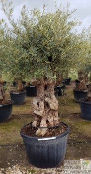 Olea bonsai chiquipata Olivovník olea chiquipata 180L