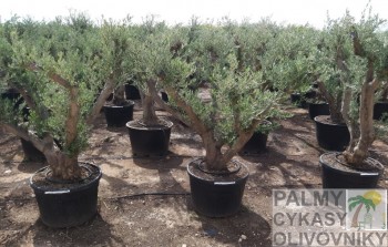 Olea condelabro Olivovník olea condelabro