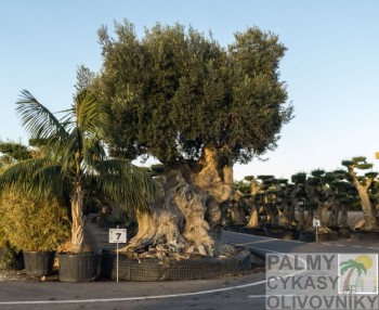 Olea ejemplares Olivovník olea ejemplares