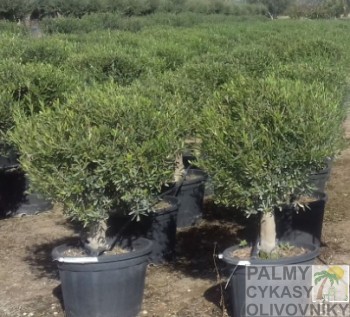 Olea europaea Bola Olivovník olea europaea bola