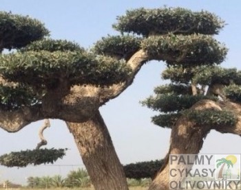 Olea europaea bonsai plato Olivovník olea europaea bonsai plato