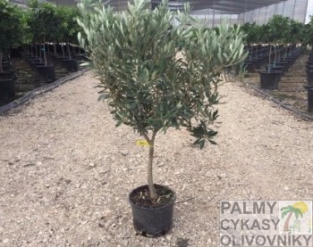 Olea europaea copa Olivovník olea europaea copa