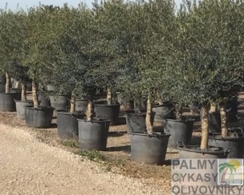 Olea europaea florida Olivovník olea europaea florida