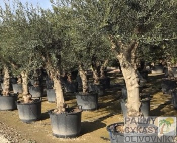 Olea europaea hojiblanca Olivovník olea europaea hojiblanca