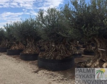Olea europaea lechin Olivovník olea europaea lechin 300