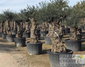 Olea europaea mini bonsai Olivovník olea europaea mini bonsai