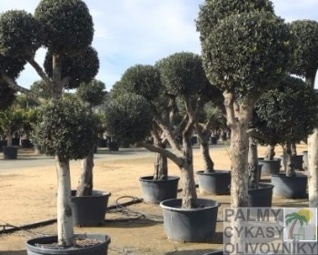 Olea europaea multibola Olivovník olea europaea multibola
