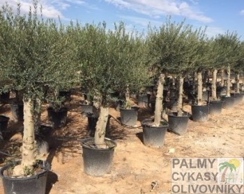 Olea europaea oporto Olivovník olea europaea oporto 30-40