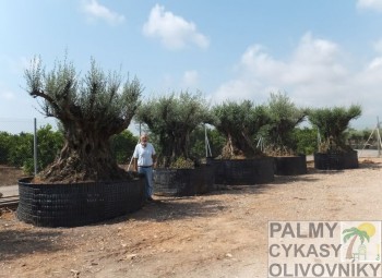 Olea europaea pata ejemplar Olivovník olea europaea pata ejemplar